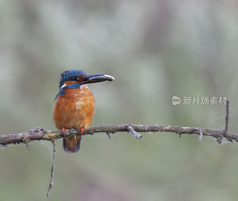 一只雄性普通翠鸟，Alcedo atthis，栖息在一根树枝上，嘴里叼着一条鱼，背景是自然的，散焦的。多瑙河三角洲生物圈保护区，罗马尼亚。